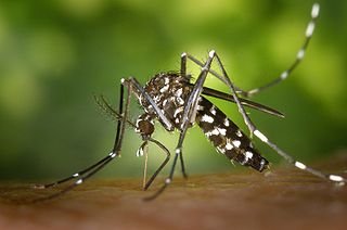 4 Common Mosquitoes in Maryland 3 320px CDC Gathany Aedes albopictus 1