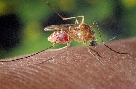 Eastern Equine Encephalitis (EEE): What You Need to Know and How to Stay Protected 1 Adult Culex pipiens feeding on skin.