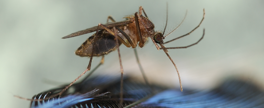 Natural Mosquito Control Solutions for Howard County Homeowners