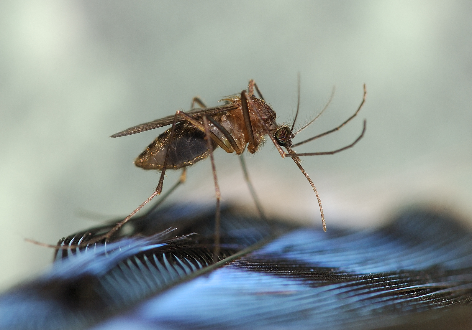 Natural Mosquito Control Solutions for Howard County Homeowners