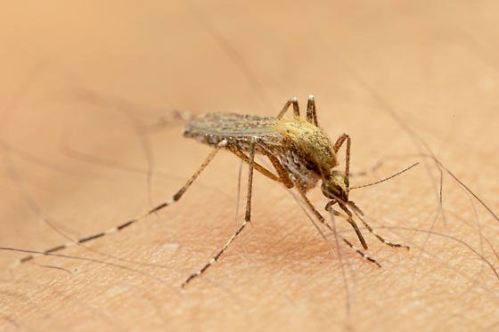 4 Common Mosquitoes in Maryland 5 aedes solicitans bugguide
