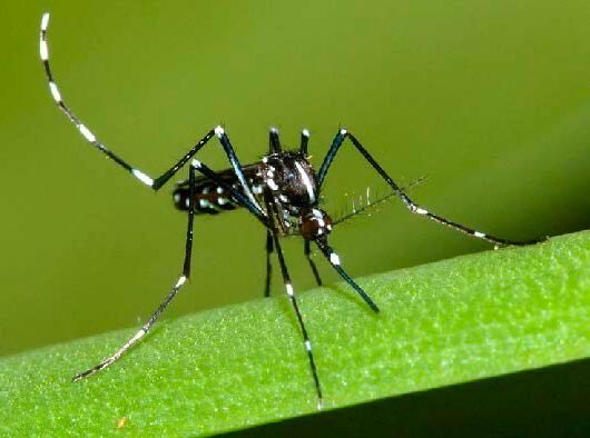 The Asian Tiger Mosquito: A Silent Threat at Your Doorstep 1 Adult asian tiger mosquito on plant.