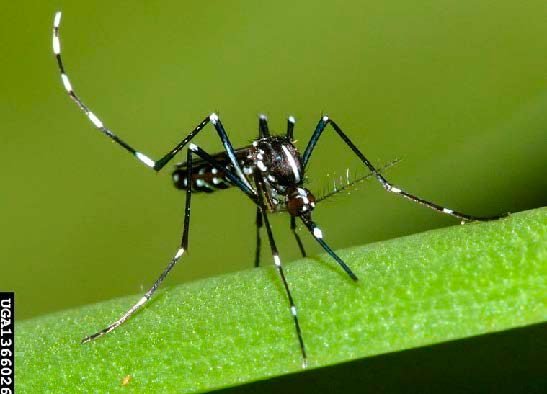 4 Common Mosquitoes in Maryland 2 asian tiger on plant