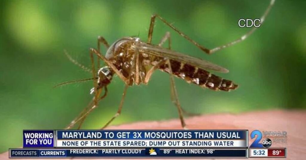 Seasonal Mosquito Trends in Central Maryland: When to Expect Peak Activity 1 Screen shot of WMAR about Maryland getting more mosquitoes