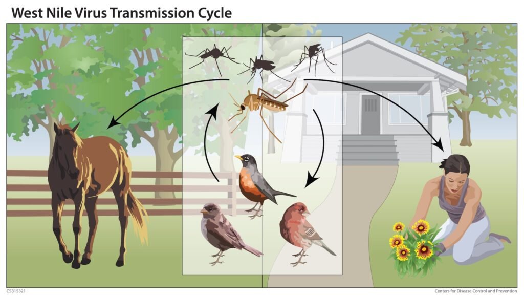 West Nile Virus: Understanding the Threat and How YardGuard Mosquito Can Help 1 download