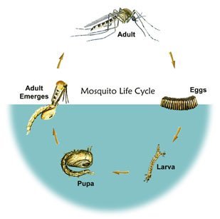 Mosquito Control in Central Maryland: What Residents Need to Know 1 Mosquito Control in Central Maryland: What Residents Need to Know
Egg: Female mosquitoes lay eggs in or near standing water. Some species lay eggs directly on water surfaces, while others deposit them in moist areas that flood later.
Larva: Once the eggs hatch, larvae (commonly called "wigglers") live in water and feed on organic matter. They breathe air through a siphon tube.
Pupa: After the larval stage, mosquitoes enter the pupal stage ("tumblers"), during which they do not feed but prepare to emerge as adults.
Adult: Adult mosquitoes emerge from the pupal case and begin their life above water. Female mosquitoes require a blood meal to produce eggs, while males feed on nectar.