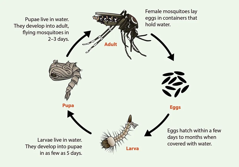 Understanding the Maryland Mosquito Lifecycle: When to Prepare for a Summer Free of Pests 2 A diagram illustrating the life cycle of a mosquito. It starts with female mosquitoes laying eggs in containers that hold water. The eggs hatch into larvae within a few days to months when covered with water. The larvae live in water and develop into pupae in as few as 5 days. The pupae also live in water and develop into adult, flying mosquitoes in 2–3 days. The cycle then repeats. Each stage is labeled: Eggs, Larva, Pupa, and Adult, with arrows showing the progression.
