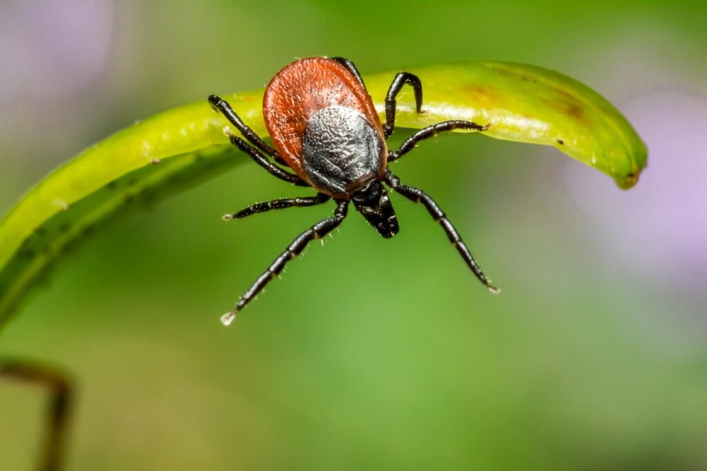 Maryland's Best Defense Against Mosquitoes and Ticks: Keeping Your Family and Pets Safe 1 A tick