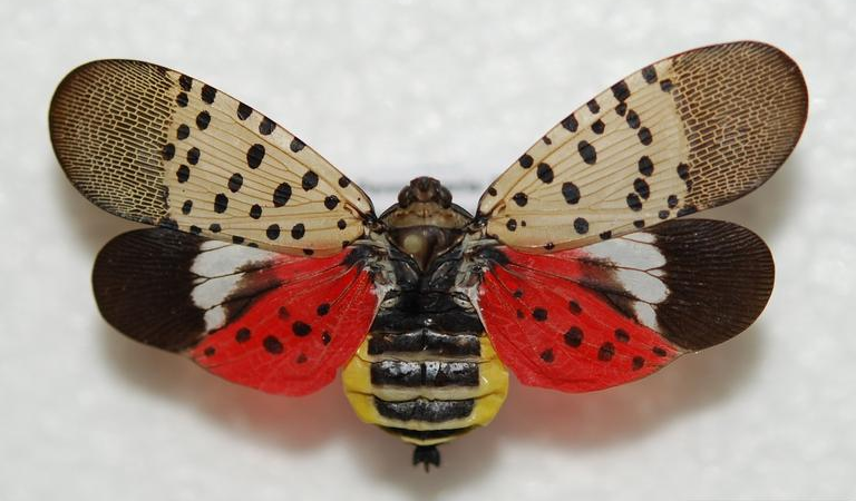 Spotted Lanternfly Alert: Protect Your Maryland Property with YardGuard Mosquito