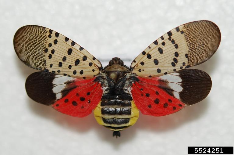Spotted Lanternfly Alert: Protect Your Maryland Property with YardGuard Mosquito