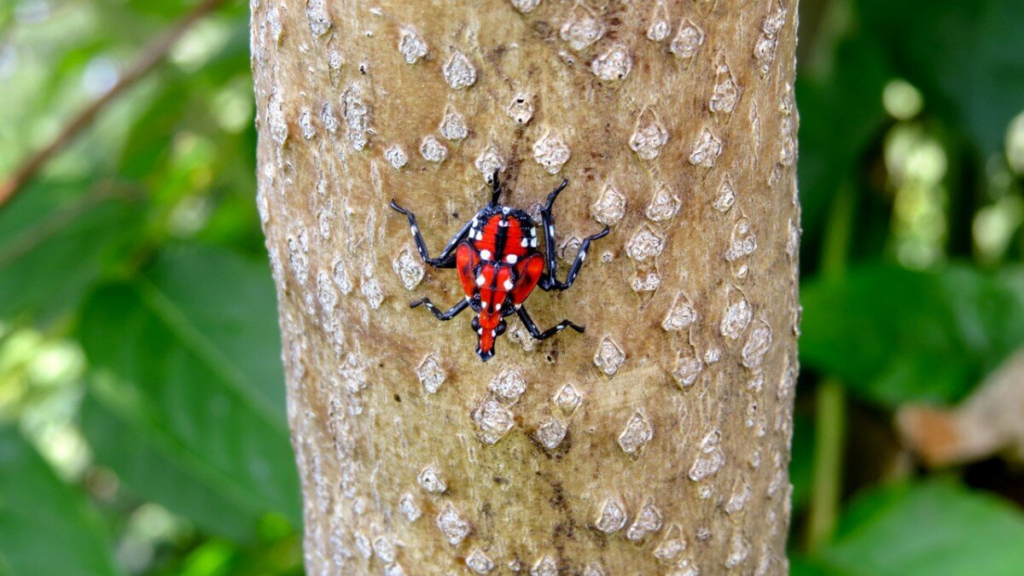 Spotted Lanternfly Alert: Protect Your Maryland Property with YardGuard Mosquito 3 image 2