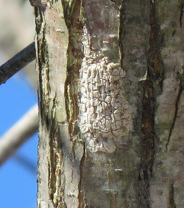 Spotted Lanternfly Alert: Protect Your Maryland Property with YardGuard Mosquito 5 image 3
