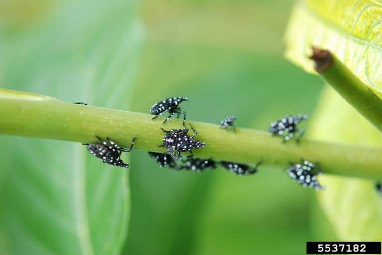Spotted Lanternfly Alert: Protect Your Maryland Property with YardGuard Mosquito 2 image